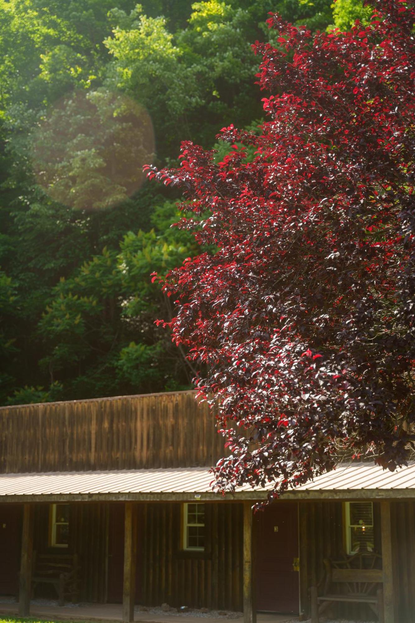 Seneca Pines Lodge Seneca Rocks Exterior foto